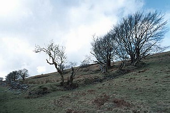 Exmoor - 050