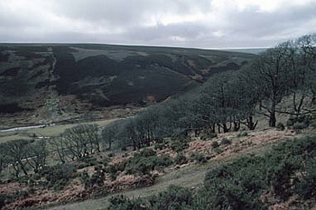 Exmoor - 036