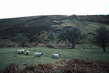 Exmoor - 004