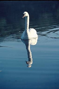 Swan - 009
