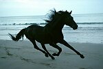 Photography of black horse galloping on beach