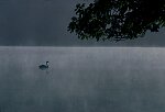 Photography of swan at Badgery Water in the Lake District at dawn