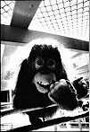 Photography of baby orangutang in black and white in zoo
