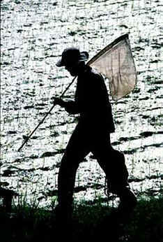 Butterfly catcher in Bali