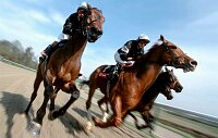 Horses training for the Derby