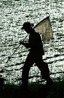 Butterfly catcher in Bali with paddy fields.