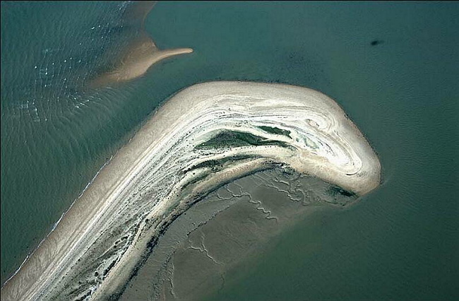 'Sea serpent' off the Essex coast.jpg