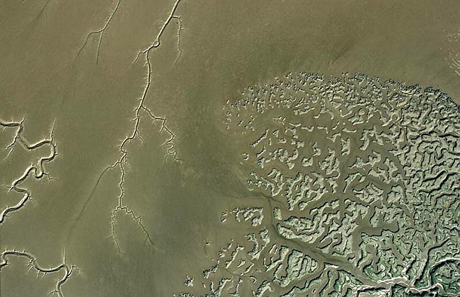 Veins and brains on the Essex coast.jpg